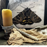 The Primitive Hare - The Moth of Mother Shipton